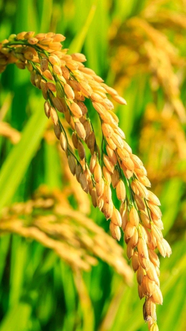 Beras Organic