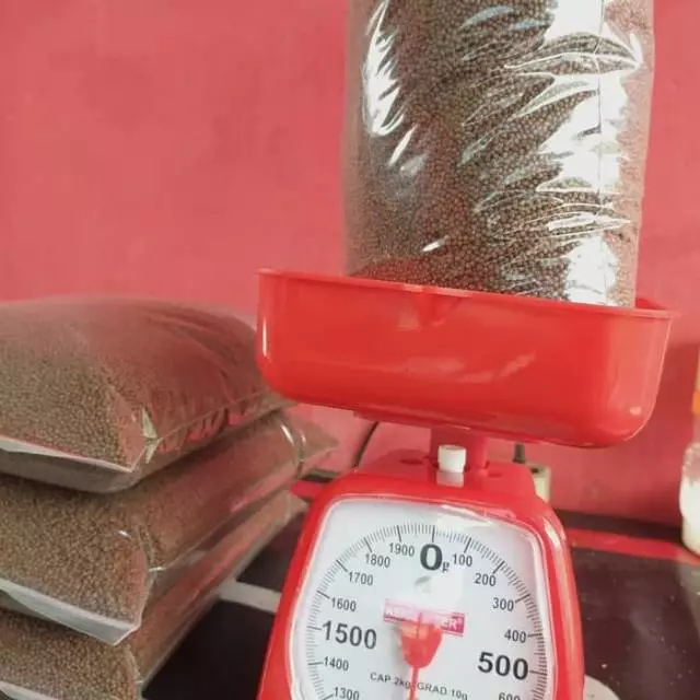 Paket Bibit Lele Sangkuriang size 6 7 cm isi 150 ekor + 1 kg pelet
